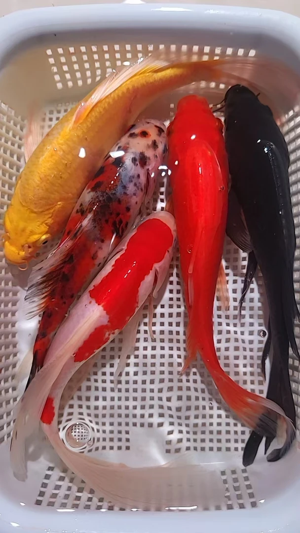 5号五福临门【1红1红白草1兰花1黄1黑10-12厘米】冷水观赏鱼包邮