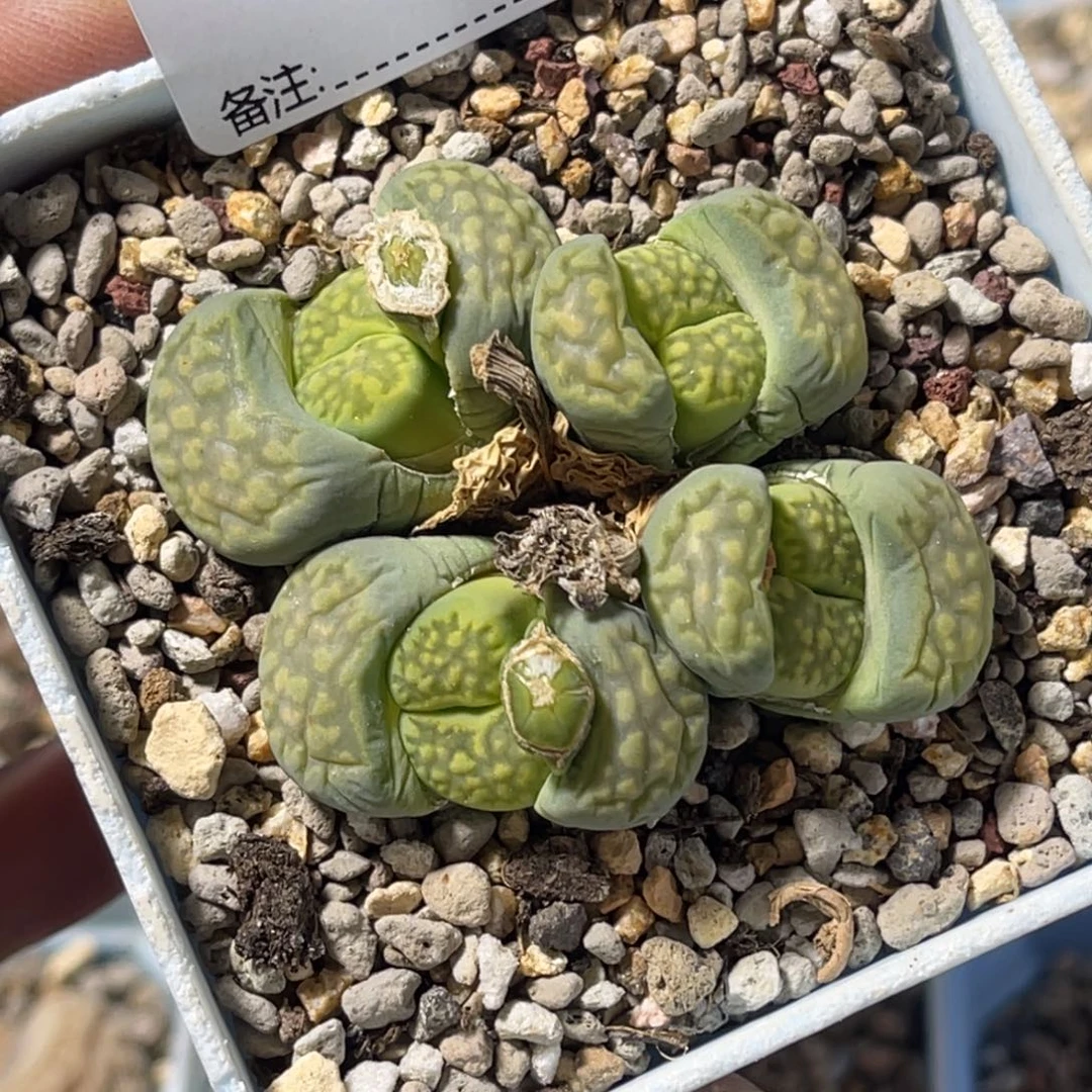 3206群生4头绿福来