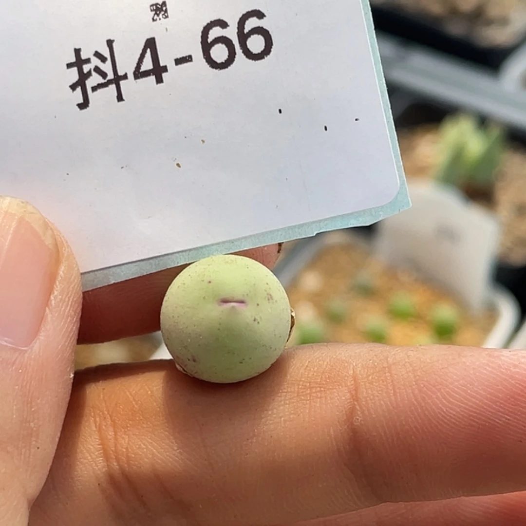 4-66鸽子蛋多肉植物