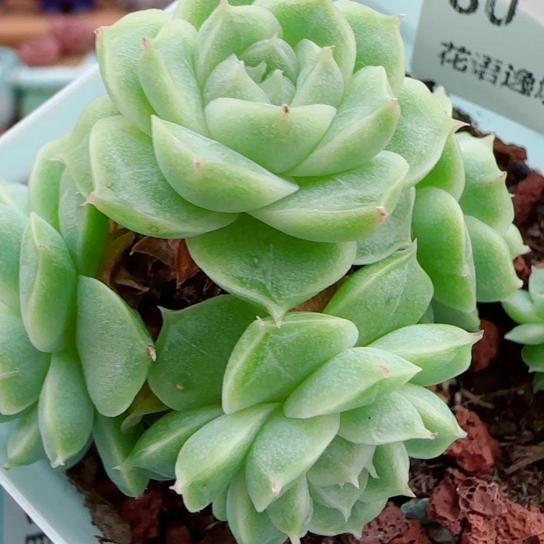 花语逸镜1001-80散
