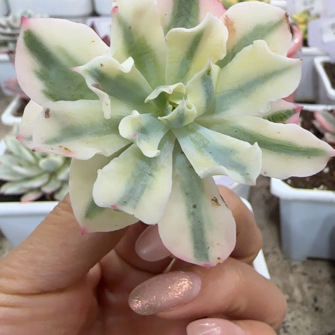 海啸锦多肉植物的