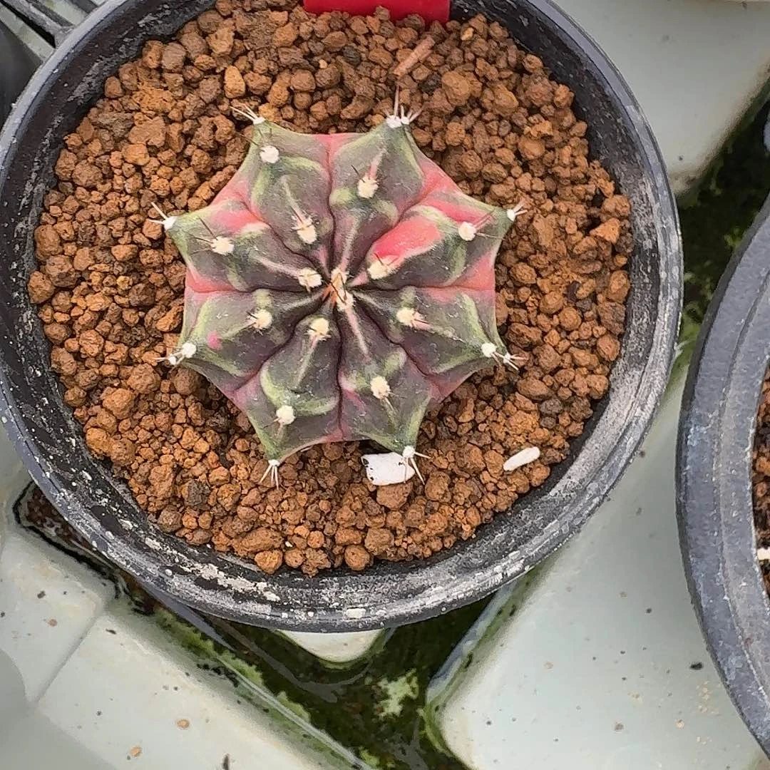 L504–1122广东发货 奥利维亚