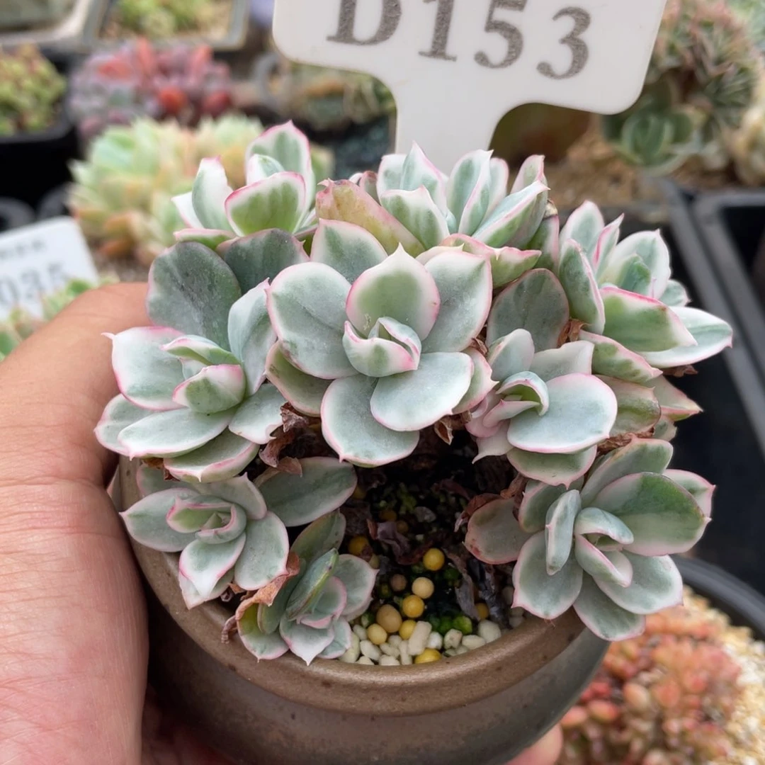 153伯克利锦不带盆9厘米有砍