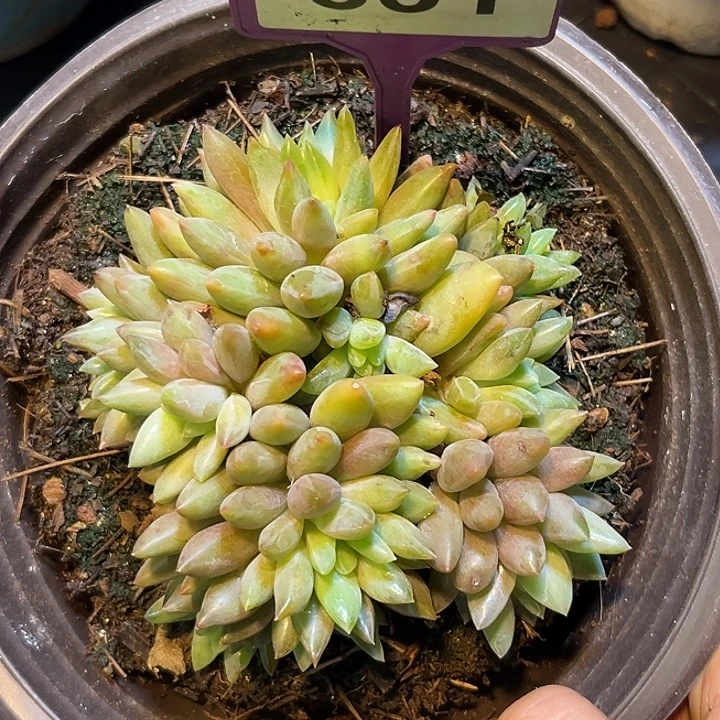 多肉植物水晶球831