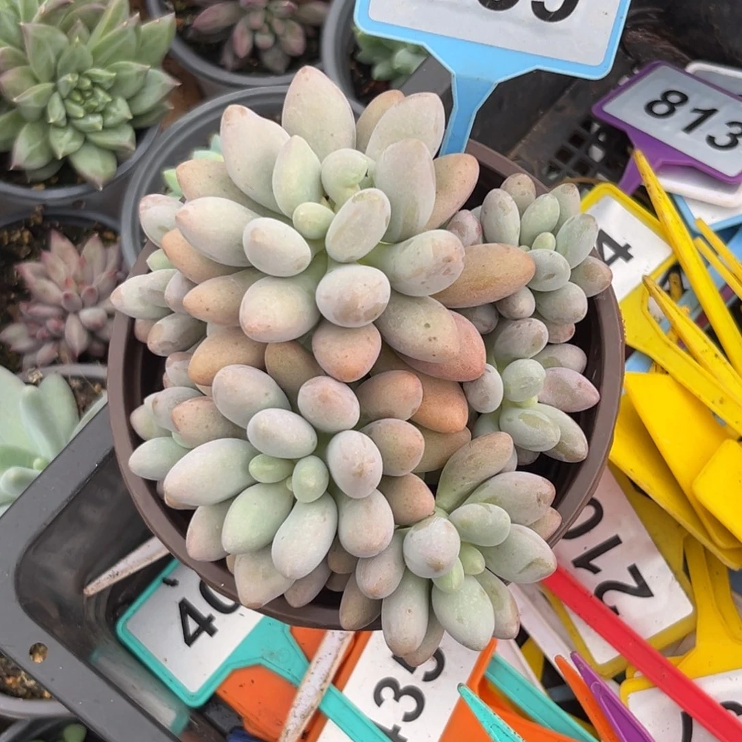 多肉植物汤圆群539