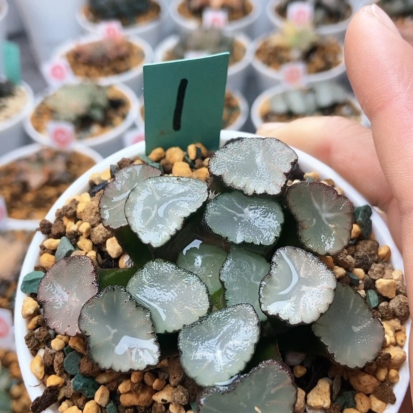 【闪购商品】1实方万象