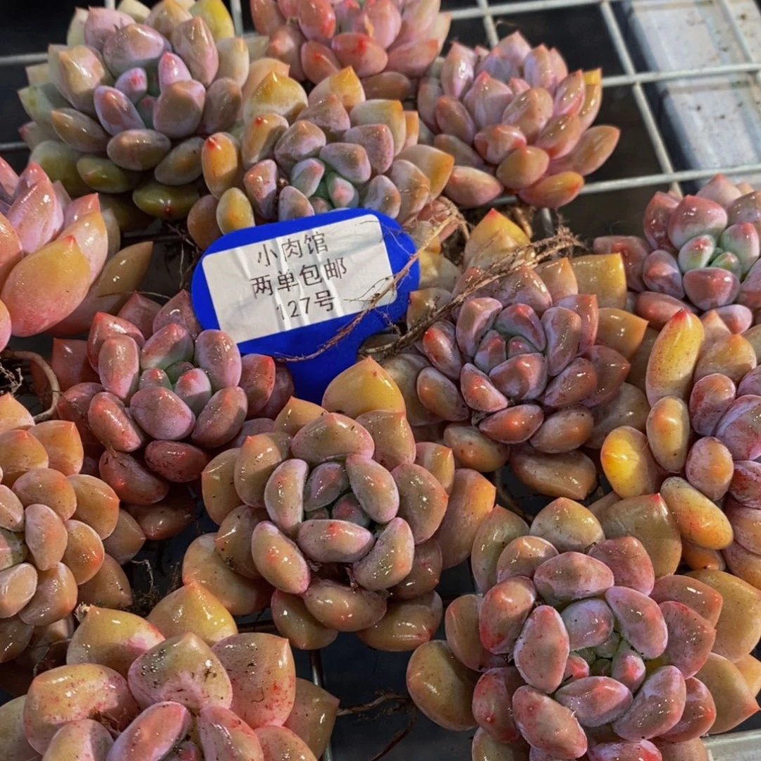 127-开播福利精品奶油半夏单头买一送一