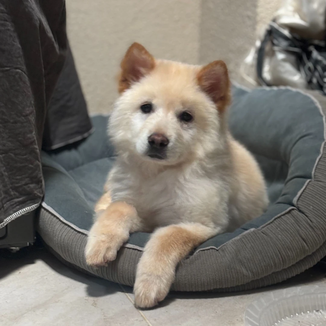 【广西田园犬小松松】中华田园犬土松[品种直播讲解为准]宠物狗活体