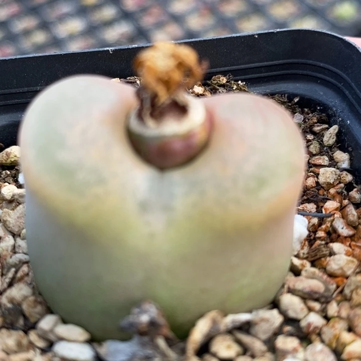 1989巨型一颗一颗