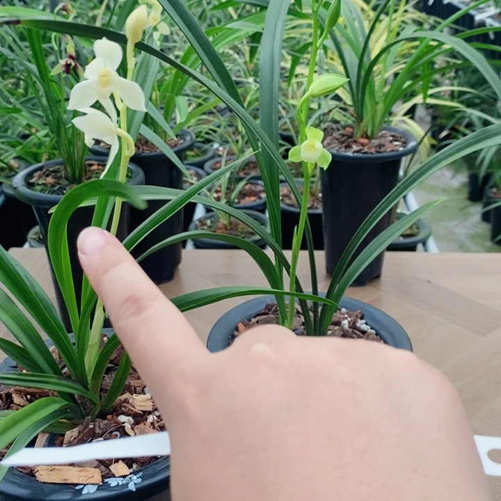 枫***完全开放无瑕和云素