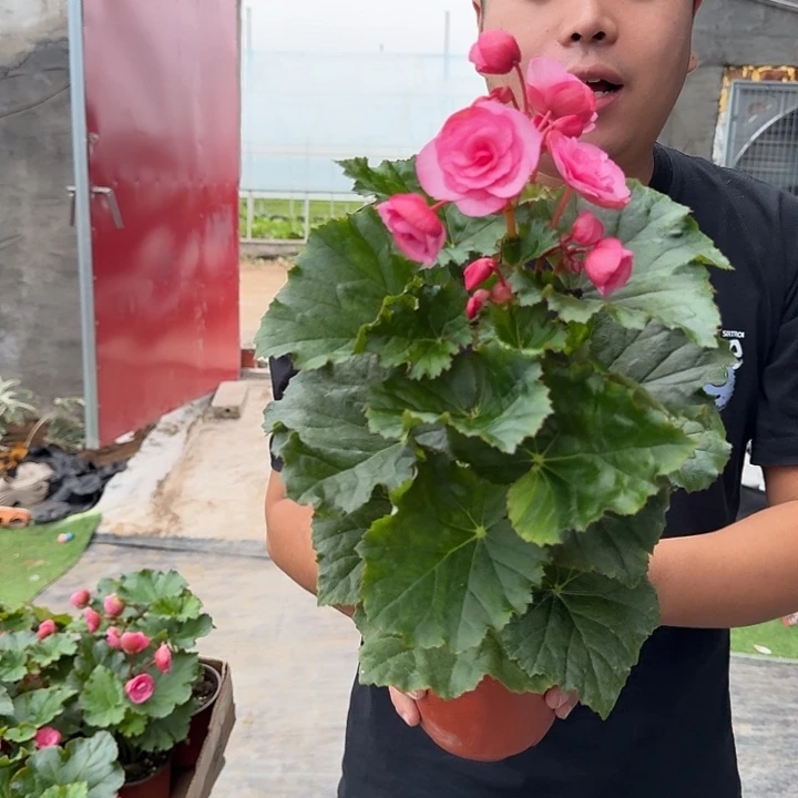 全部花朵高颗爱情粉