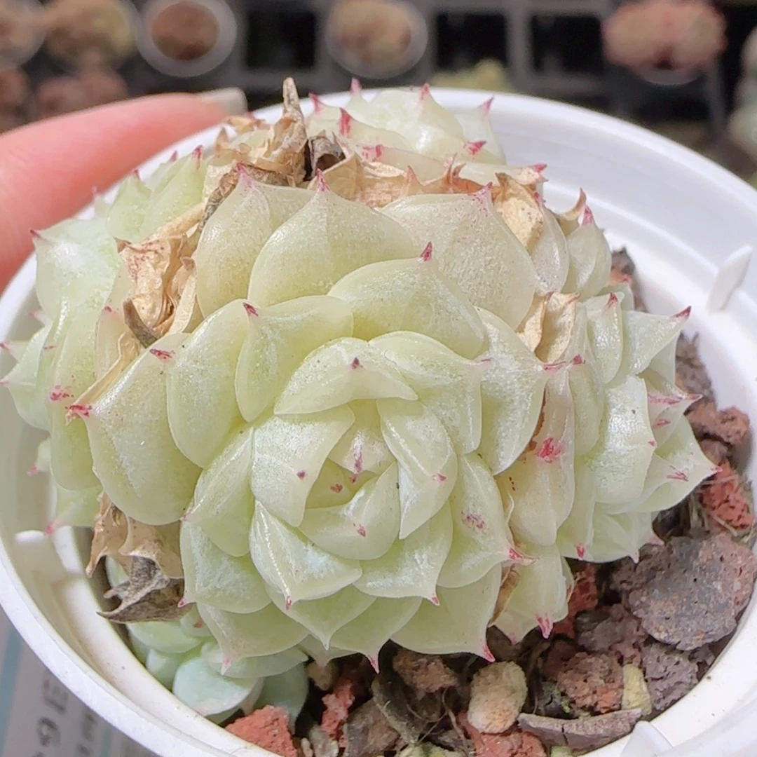 花语逸镜1129-27散