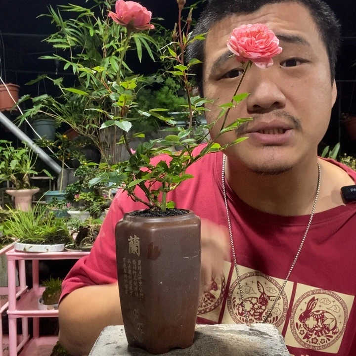 是***啊以实际为准盆景盆栽绿植13