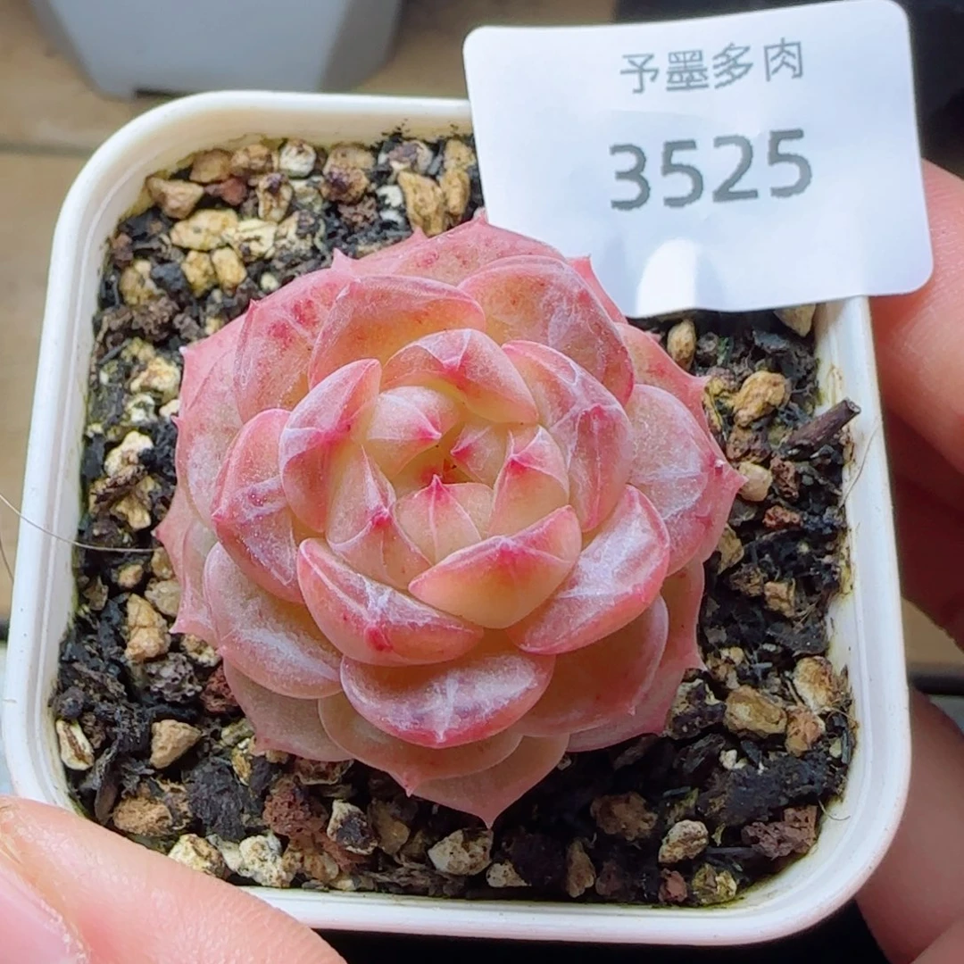 孤品，3525多肉植物