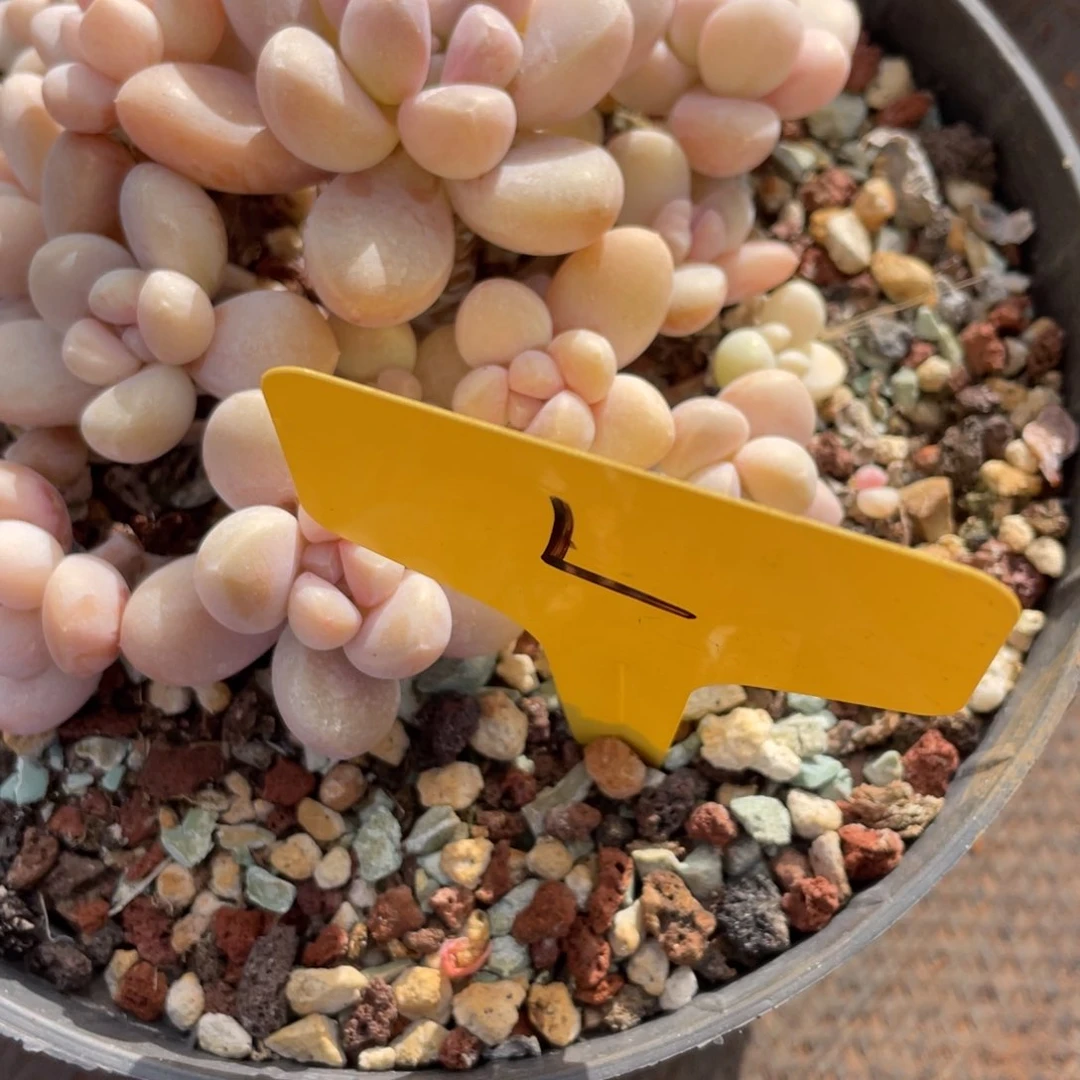 ?*姐姐真的要笑疯狂