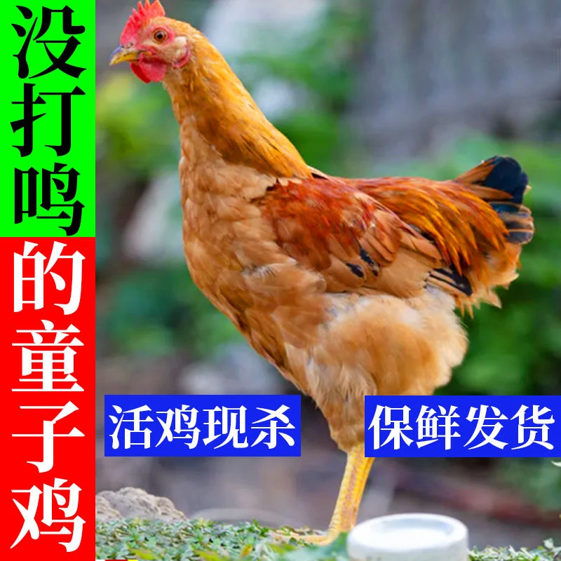 散养童子鸡虫草鸡孩子补钙长个正宗土鸡直发包邮 包冰率40%及以上