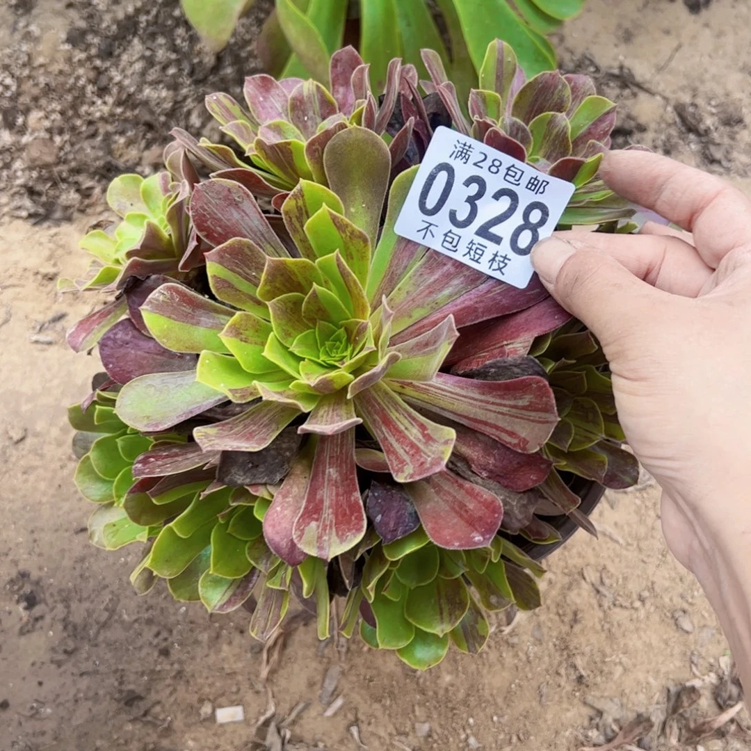 欧若拉多肉植物法师0328
