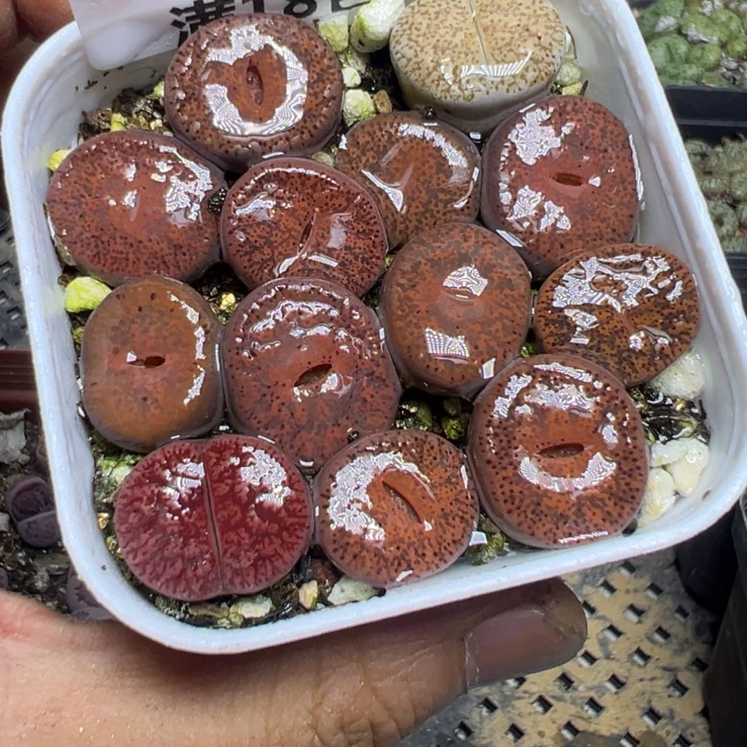 【闪购商品】 140。