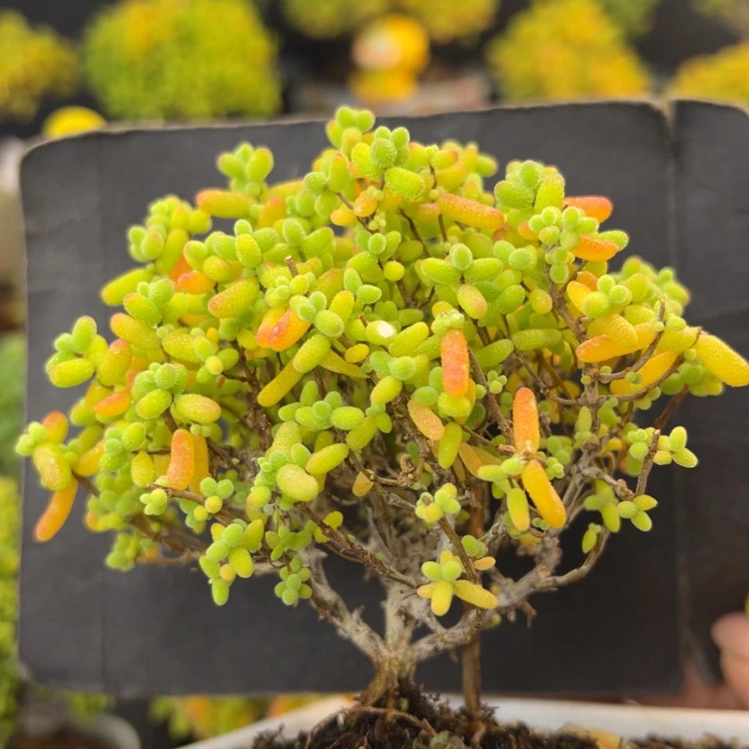 【闪购商品】dy6544金桔糖球冠幅8.5cm