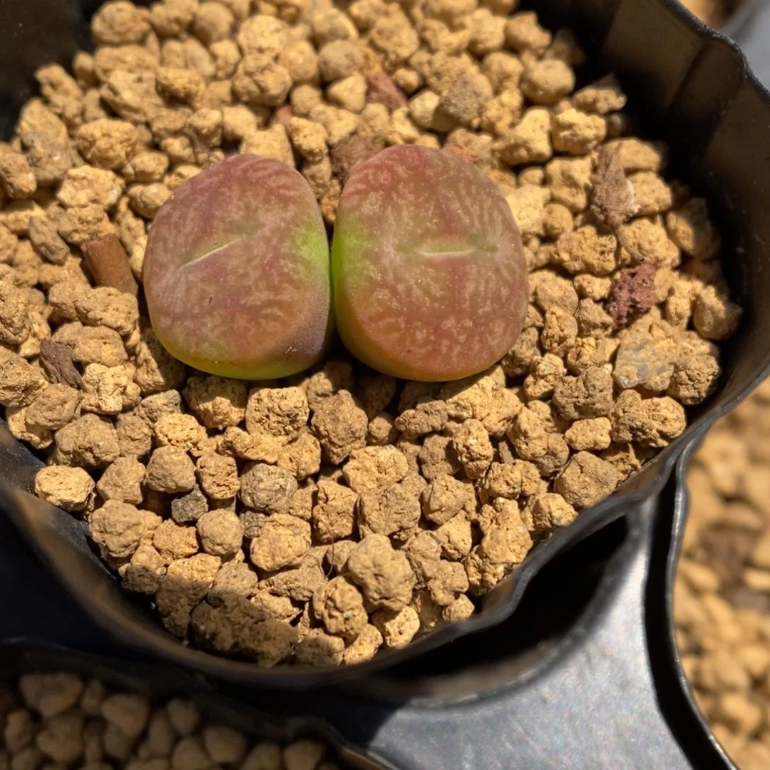 多肉植物肉锥杂交K-3322