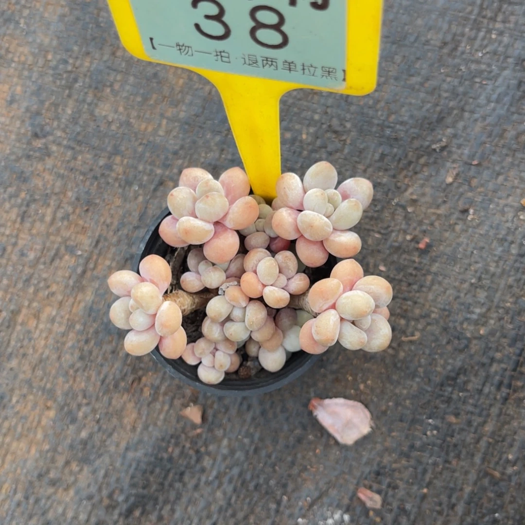 茹***茹云尘多肉一物一拍38