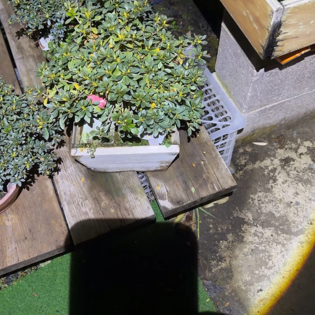 城***人无花朵花卉苗木花卉苗木