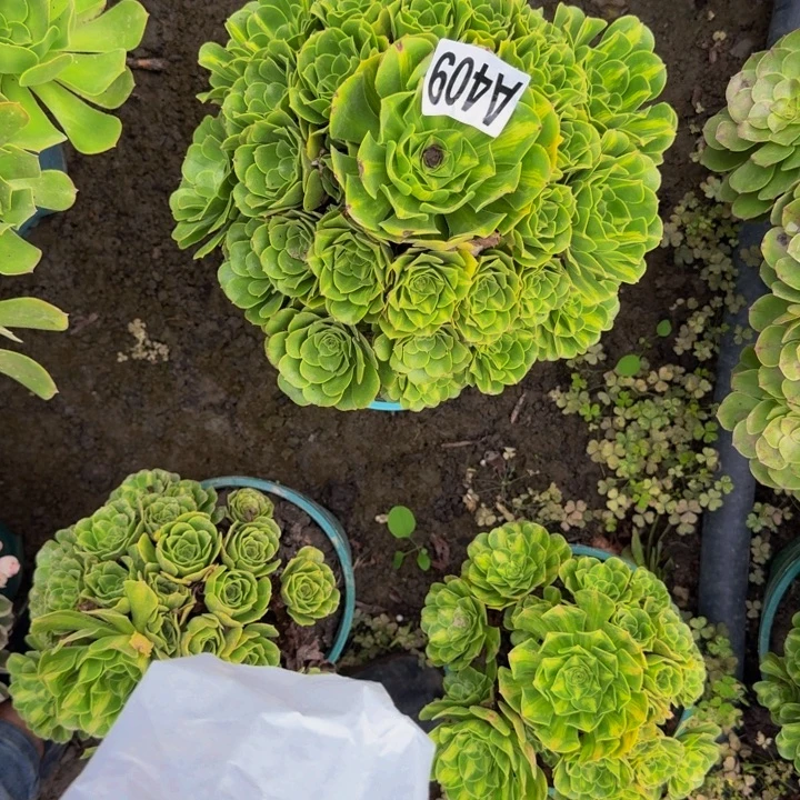 琉璃花25-9包邮花花