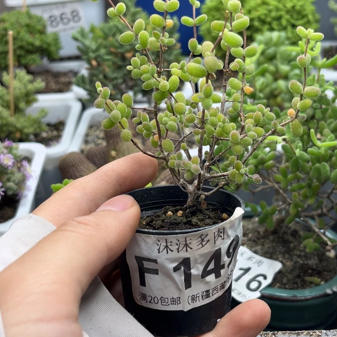 飘枝糖球 149。