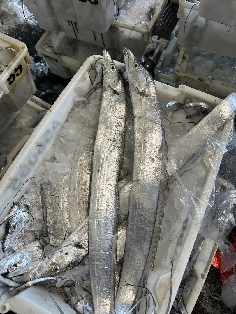 【5斤带鱼6-7条左右】台州本港东海野生海捕顺丰包邮（介意破肚慎拍）