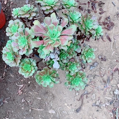 红铜多肉植物法师89号