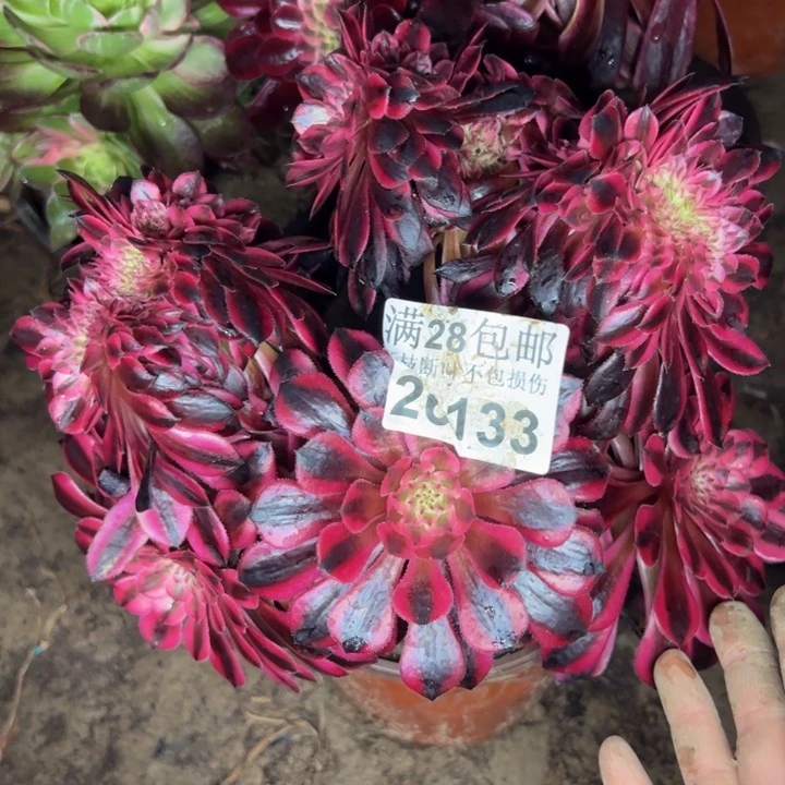 26133女神不包损多肉植物