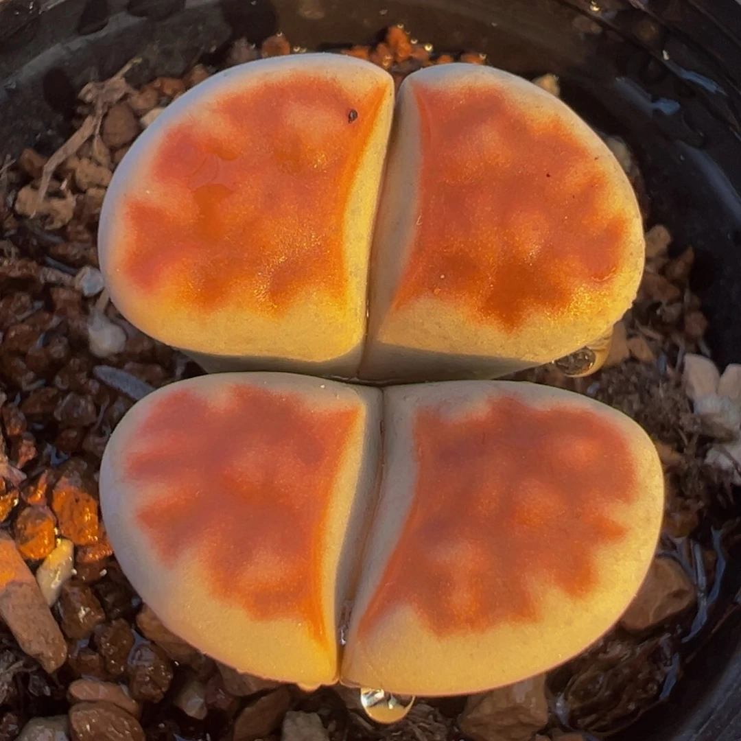 多肉植物百科红窗369