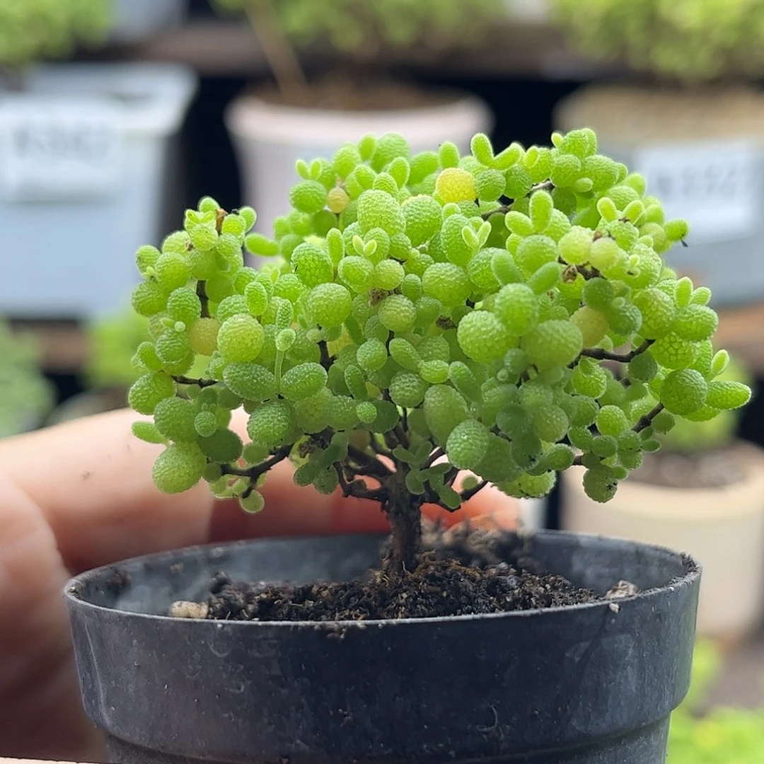 32蜜桔糖球优选枝干番杏