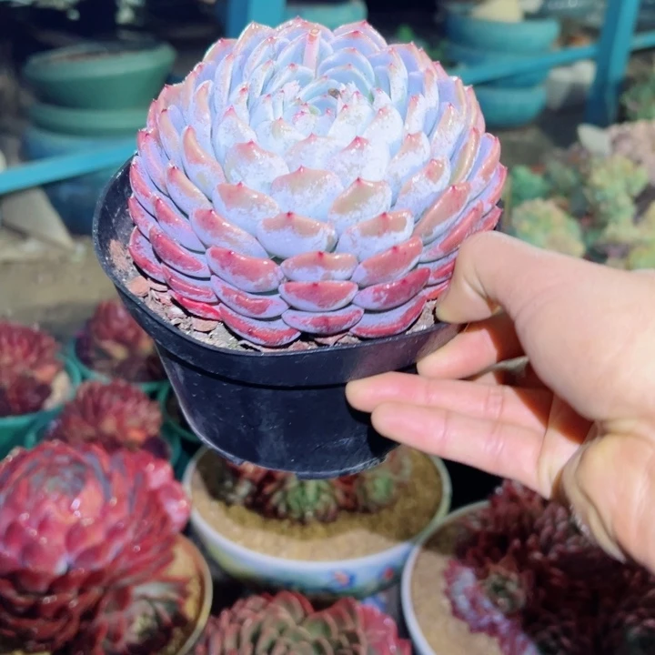 精品多肉植物老桩