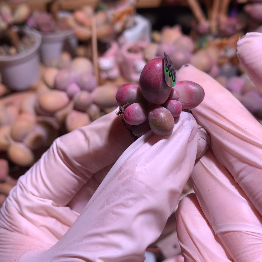 866 糖果奶红拉丝的。