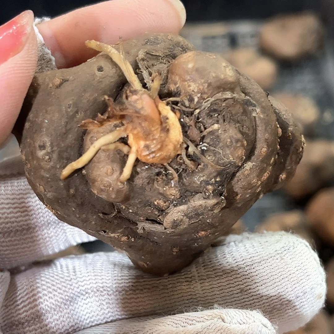 潮流植物潮流植物