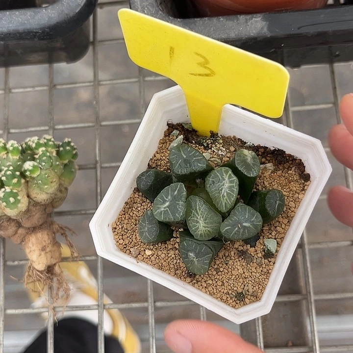 我也不知道我为什么要这样