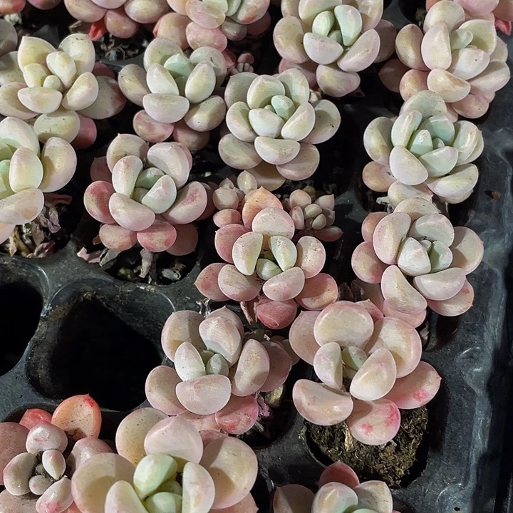 小花瓣路1元带土发