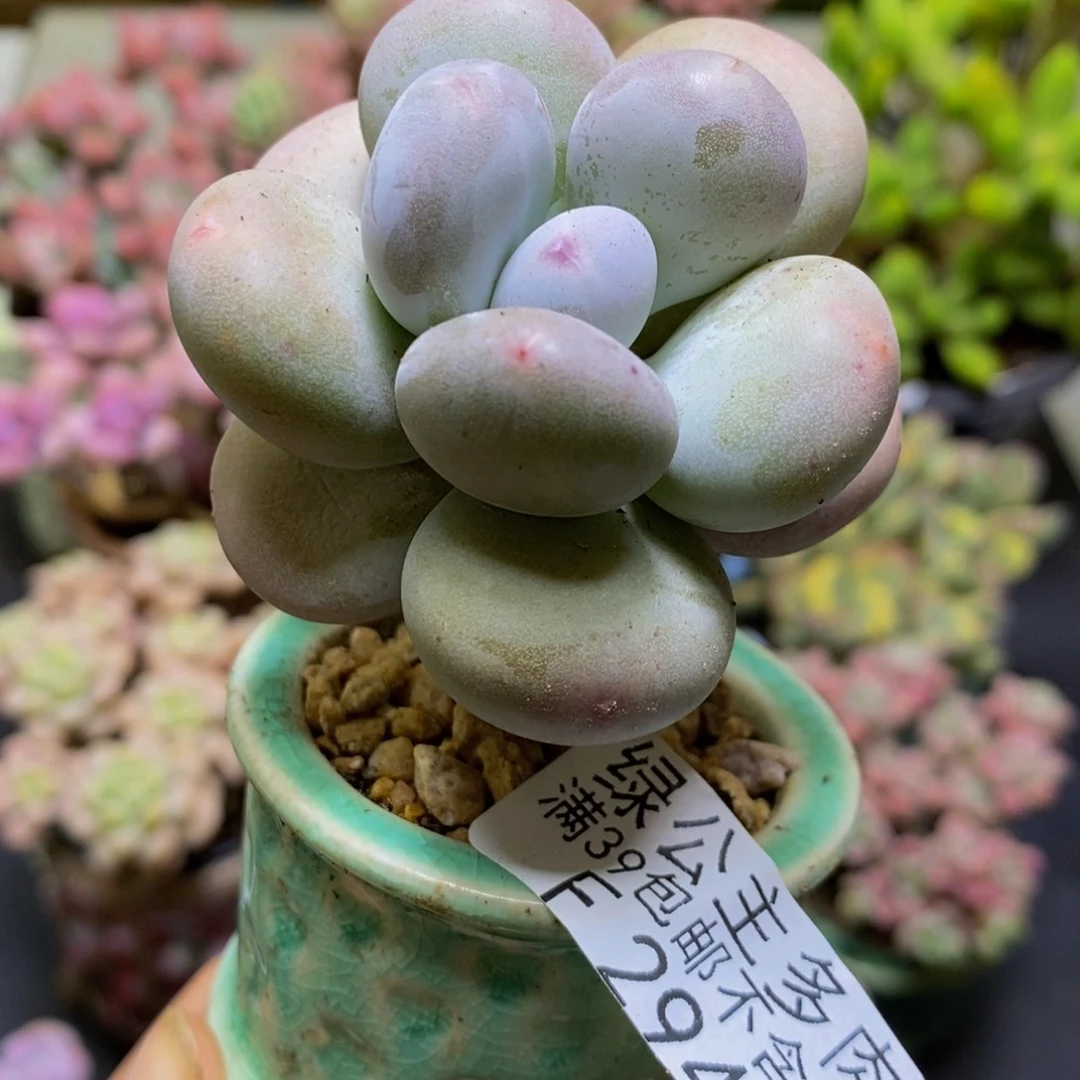294大叶奶5cm多肉植物