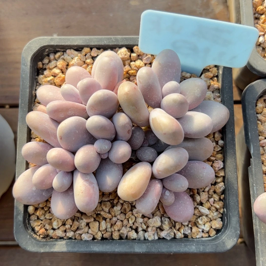 特价原始奶11111111111111