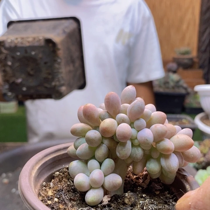 手***4114号汤圆多肉植物