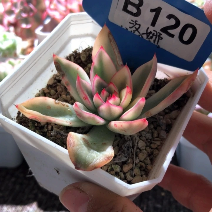 汉娜覆轮锦有根有