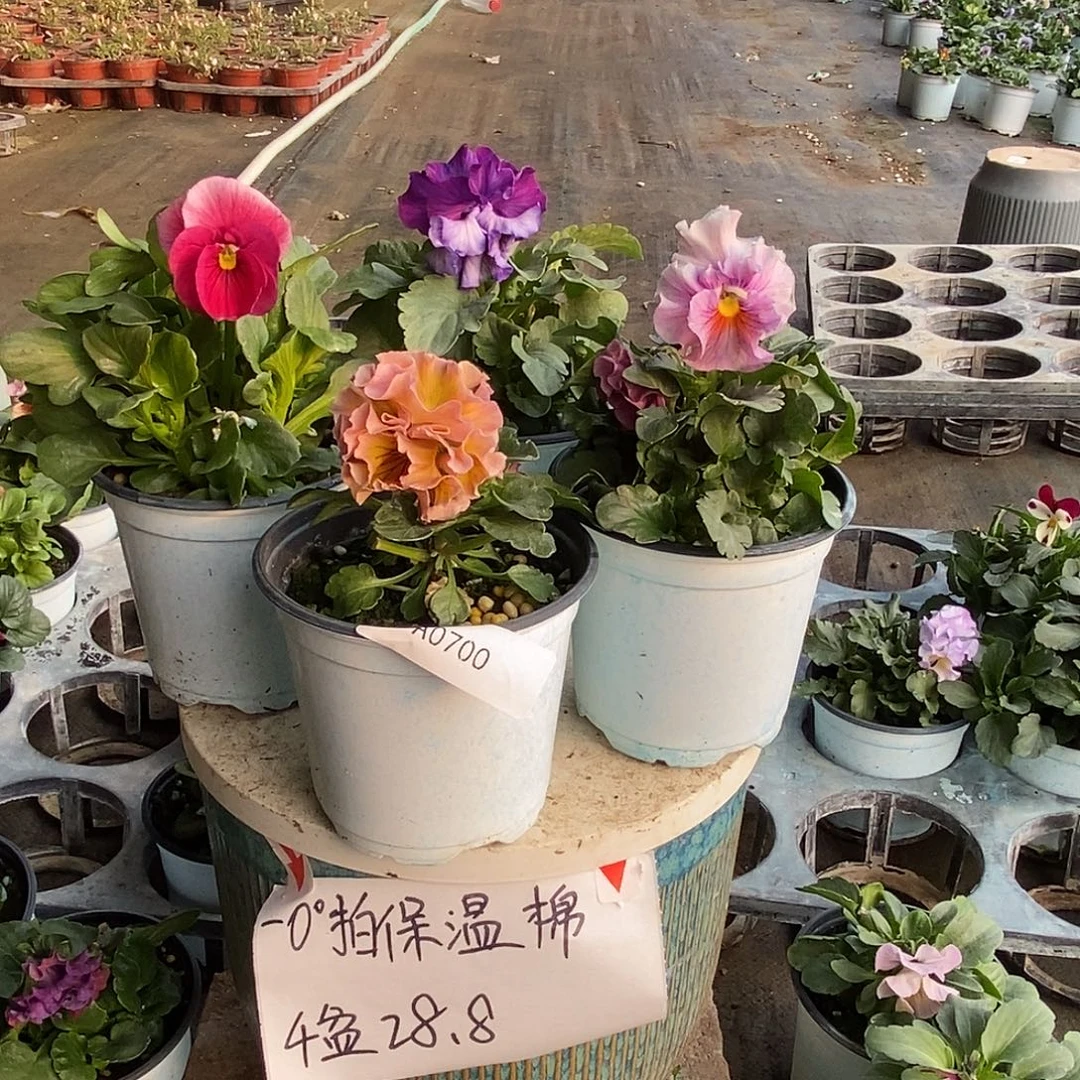 大部分花苞少量开放700