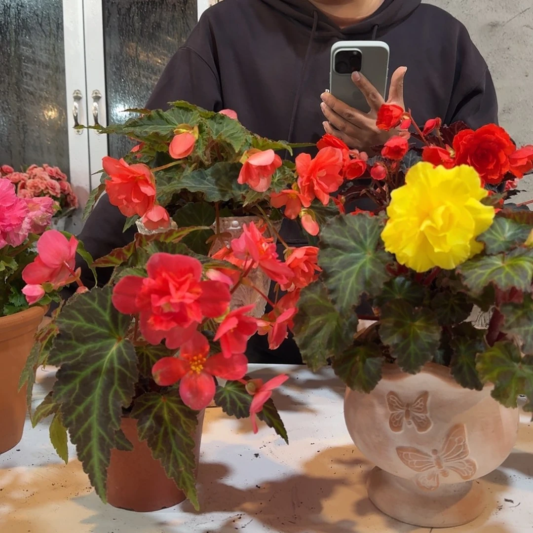 初吻➕黄掉花折叶正常介意勿拍不拍保温冻死不售后