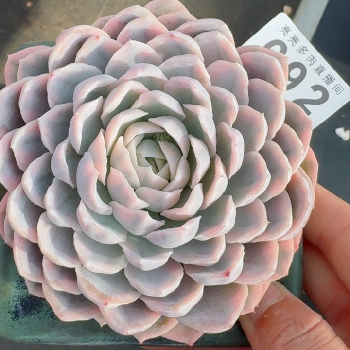 雪球锦         精控精养多肉植物