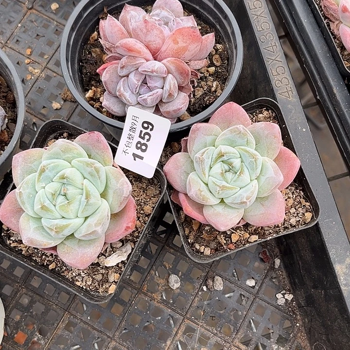 阿雅园艺。        1859三颗