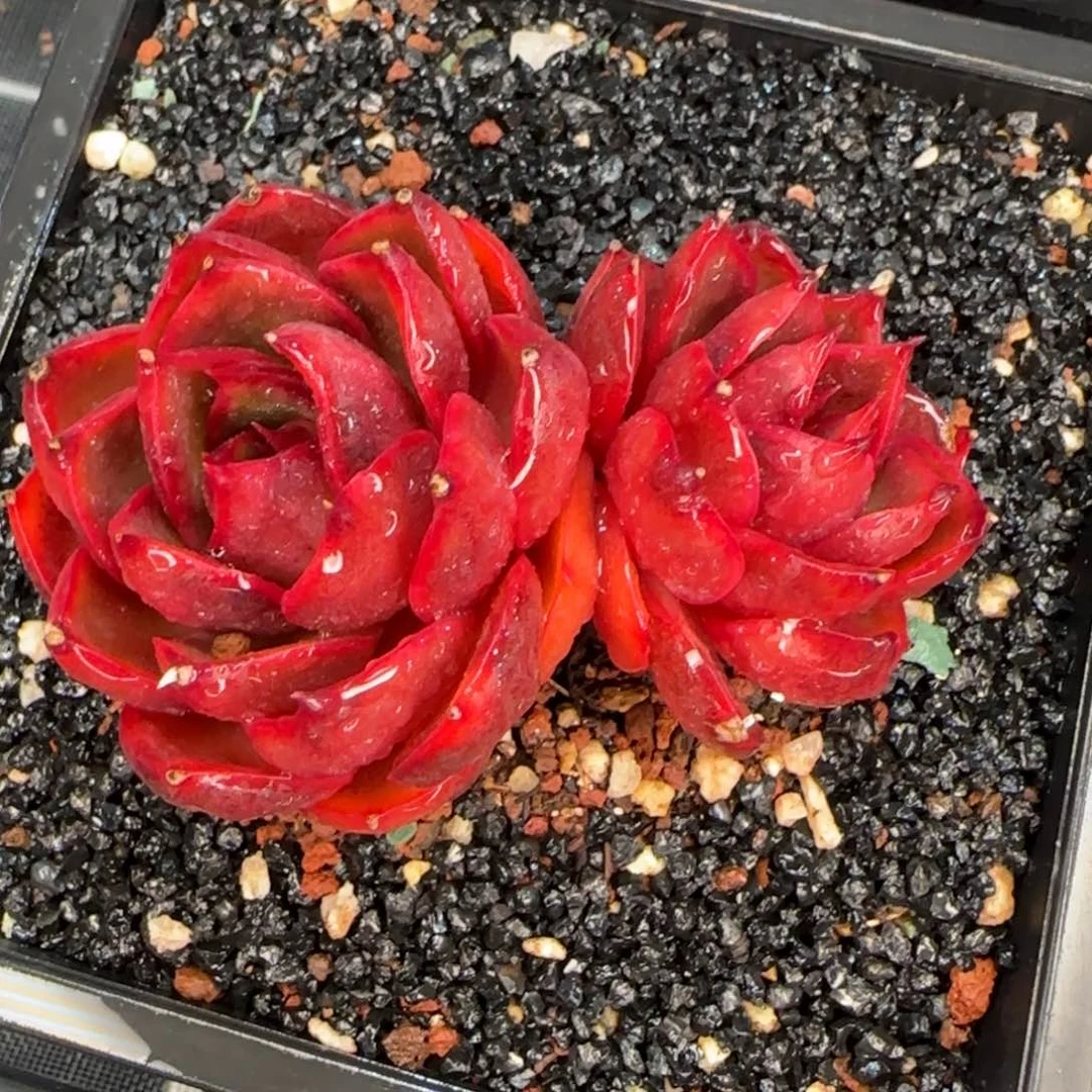 从前慢花园精选多肉红灯双头