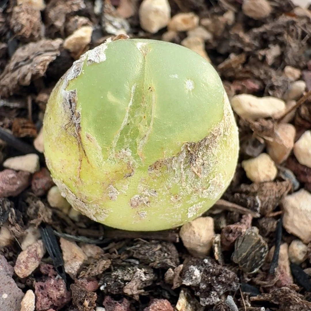 743带盆土发货拉拉尺寸1.4福利出