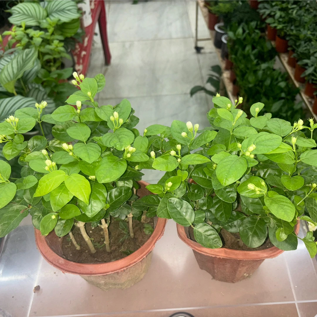 【精品茉莉花盆栽】