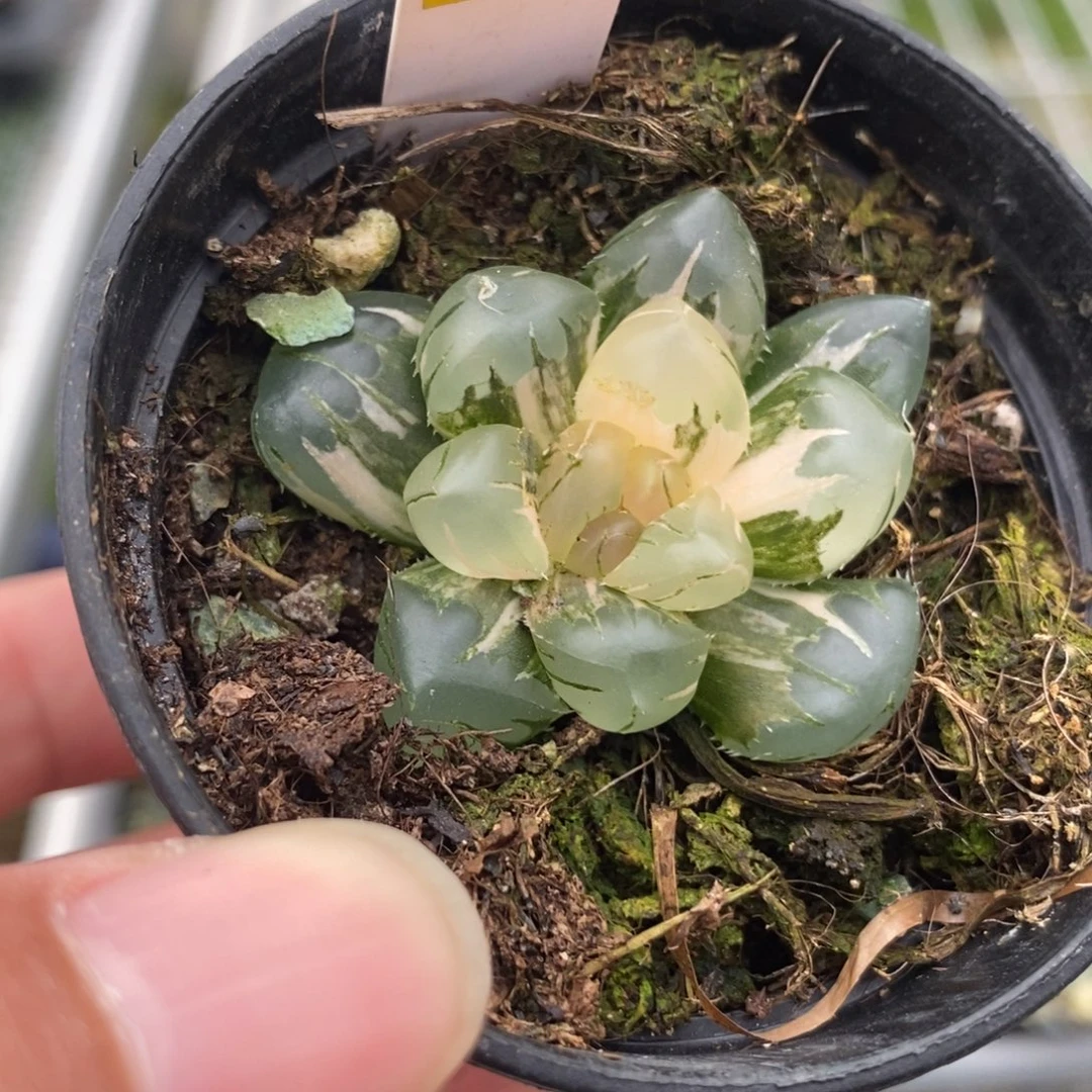 50水中月玉露锦一物一拍